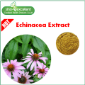 Extracto de Echinacea 100% natural